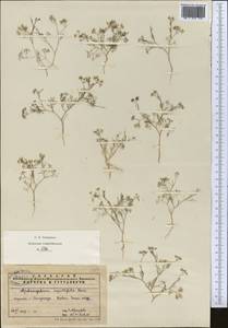 Psammogeton capillifolium (Regel & Schmalh.) Mousavi, Mozaff. & Zarre, Middle Asia, Pamir & Pamiro-Alai (M2) (Uzbekistan)