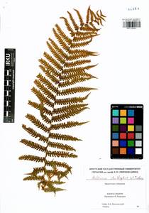 Matteuccia struthiopteris (L.) Tod., Siberia, Baikal & Transbaikal region (S4) (Russia)