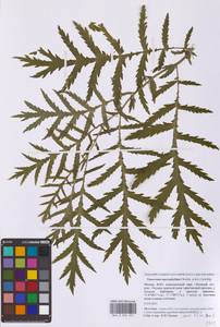 Tanacetum macrophyllum (Waldst. & Kit.) Sch.Bip., Eastern Europe, Moscow region (E4a) (Russia)