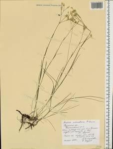 Eremogone saxatilis (L.) Ikonn., Eastern Europe, Central region (E4) (Russia)