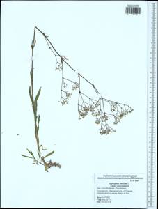 Gypsophila altissima L., Eastern Europe, Central region (E4) (Russia)