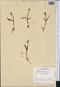 Platanthera hyperborea (L.) Lindl., America (AMER) (Canada)