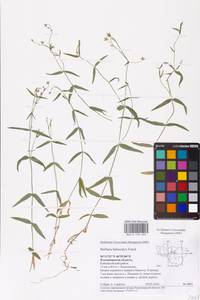 Stellaria hebecalyx Fenzl, Eastern Europe, Central region (E4) (Russia)