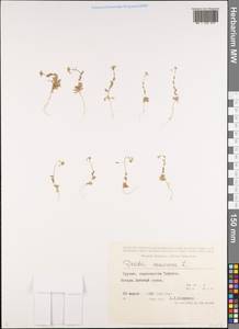 Draba nemorosa L., Caucasus, Georgia (K4) (Georgia)