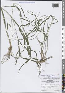 Brachypodium pinnatum (L.) P.Beauv., Eastern Europe, Middle Volga region (E8) (Russia)