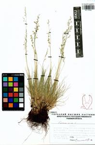 Festuca ovina L., Siberia, Baikal & Transbaikal region (S4) (Russia)