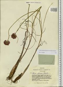 Allium montanostepposum, Siberia, Altai & Sayany Mountains (S2) (Russia)