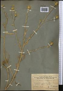 Centaurea solstitialis L., Middle Asia, Pamir & Pamiro-Alai (M2) (Tajikistan)