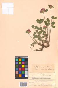 Trifolium pratense L., Eastern Europe, Moscow region (E4a) (Russia)