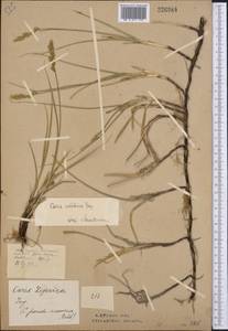 Carex colchica J.Gay, Middle Asia, Northern & Central Kazakhstan (M10) (Kazakhstan)