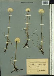 Eriophorum scheuchzeri Hoppe, Siberia, Chukotka & Kamchatka (S7) (Russia)