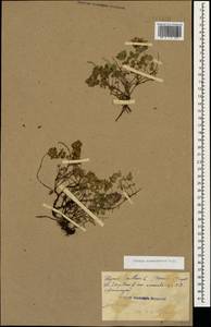 Thymus nummularius M.Bieb., Caucasus (no precise locality) (K0)