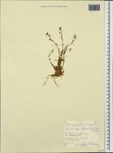Petrorhagia alpina, Caucasus, Turkish Caucasus (NE Turkey) (K7) (Turkey)