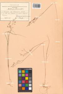 Avenella flexuosa (L.) Drejer, Siberia, Russian Far East (S6) (Russia)