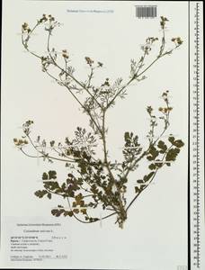 Coriandrum sativum L., Crimea (KRYM) (Russia)