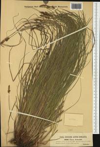 Carex fritschii Waisb., Western Europe (EUR) (Hungary)