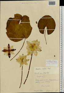 Nymphaea ×borealis E. G. Camus, Eastern Europe, Central region (E4) (Russia)