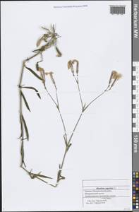 Dianthus superbus L., Eastern Europe, Middle Volga region (E8) (Russia)