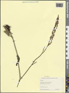 Rumex acetosa L., Caucasus, Dagestan (K2) (Russia)