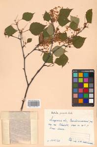 Betula pendula Roth, Siberia, Russian Far East (S6) (Russia)