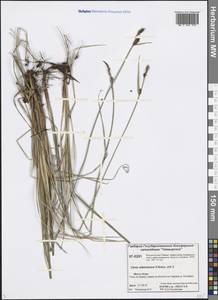 Carex adelostoma V.I.Krecz., Siberia, Central Siberia (S3) (Russia)