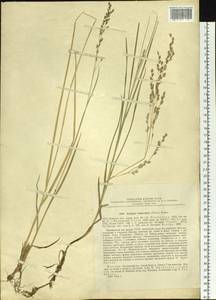 Poa trautvetteri Tzvelev, Siberia, Yakutia (S5) (Russia)