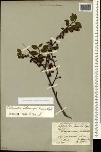 Cotoneaster integerrimus Medik., Crimea (KRYM) (Russia)