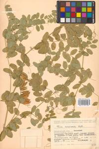Vicia amurensis Oett., Siberia, Russian Far East (S6) (Russia)
