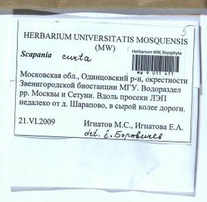 Scapania curta (Mart.) Dumort., Bryophytes, Bryophytes - Moscow City & Moscow Oblast (B6a) (Russia)