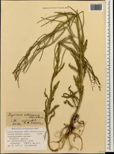 Erysimum substrigosum (Rupr.) N. Busch, Caucasus, North Ossetia, Ingushetia & Chechnya (K1c) (Russia)