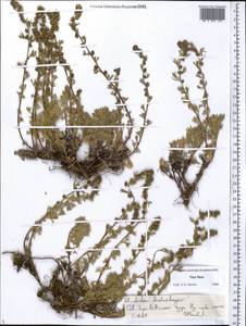 Artemisia aschurbajewii C. Winkl., Middle Asia, Northern & Central Tian Shan (M4) (Kazakhstan)