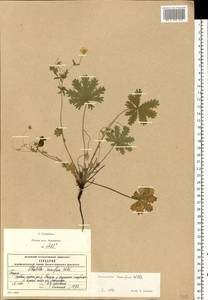 Potentilla humifusa Willd., Eastern Europe, Central region (E4) (Russia)