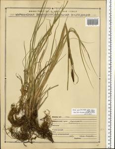 Carex aquatilis Wahlenb., Eastern Europe, Northern region (E1) (Russia)