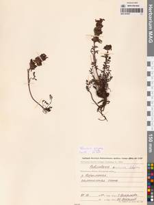 Pedicularis eriophora Turcz., Siberia, Chukotka & Kamchatka (S7) (Russia)