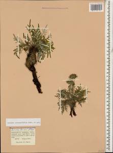 Jurinea coronopifolia Sommier & Levier, Caucasus, Krasnodar Krai & Adygea (K1a) (Russia)