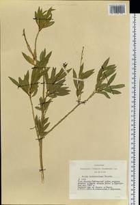 Salix ledebouriana Trautv., Siberia, Altai & Sayany Mountains (S2) (Russia)