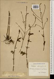 Verbena officinalis L., Caucasus, Dagestan (K2) (Russia)