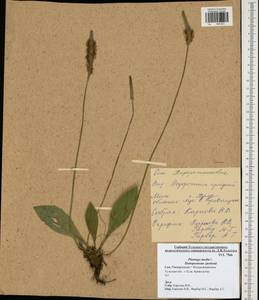 Plantago media L., Eastern Europe, Central region (E4) (Russia)