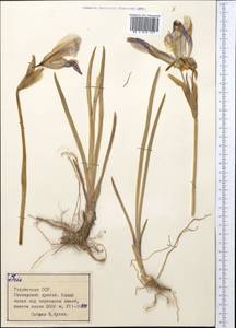 Iris, Middle Asia, Pamir & Pamiro-Alai (M2) (Tajikistan)