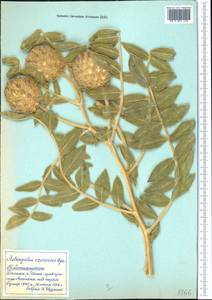 Astragalus eximius Bunge, Middle Asia, Pamir & Pamiro-Alai (M2) (Tajikistan)
