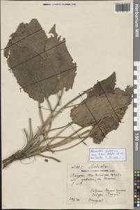 Phlomoides pratensis (Kar. & Kir.) Adylov, Kamelin & Makhm., Middle Asia, Northern & Central Tian Shan (M4) (Kazakhstan)