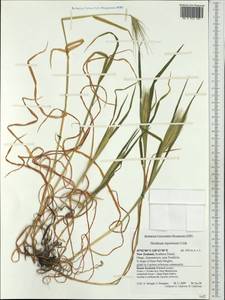Hordeum murinum L., Australia & Oceania (AUSTR) (New Zealand)