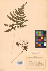 Phegopteris connectilis (Michx.) Watt, Siberia, Chukotka & Kamchatka (S7) (Russia)