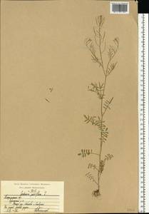 Cardamine parviflora L., Eastern Europe, Central region (E4) (Russia)