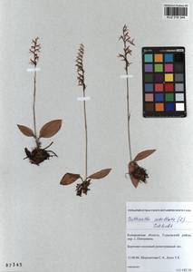 Hemipilia cucullata (L.) Y.Tang, H.Peng & T.Yukawa, Siberia, Altai & Sayany Mountains (S2) (Russia)