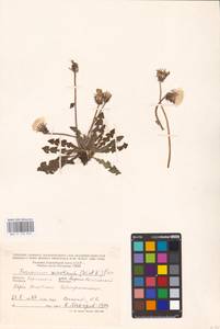 Taraxacum serotinum (Waldst. & Kit.) Poir., Eastern Europe, South Ukrainian region (E12) (Ukraine)