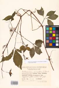 Parthenocissus quinquefolia (L.) Planch., Eastern Europe, Moscow region (E4a) (Russia)