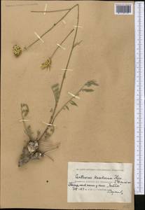 Rhaponticoides kasakorum (Iljin) M. V. Agab. & Greuter, Middle Asia, Caspian Ustyurt & Northern Aralia (M8) (Kazakhstan)