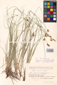 MHA0041220_2, Carex supina Willd. ex Wahlenb., Eastern Europe, Lower Volga region (E9) (Russia)