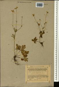 Ranunculus oxyspermus Willd., Caucasus, Armenia (K5) (Armenia)